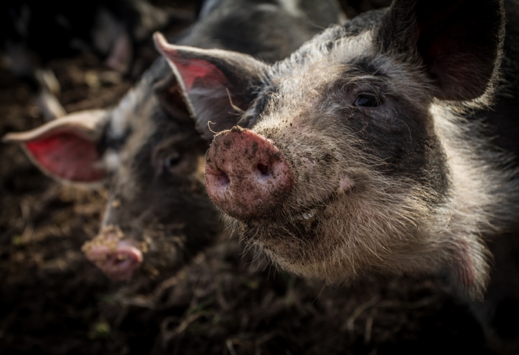 Luksusdyr – UD & SE